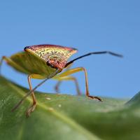 Shieldbug 2 